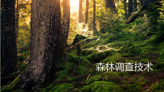 森林调查技术