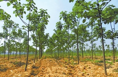 湖北省低丘岗地泡桐优良无性系与丰产栽培技术应用示范科技成果唐志强1